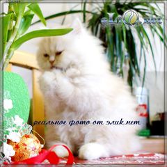 Чудесные персидские котята.