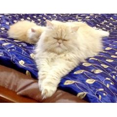 Чудесные персидские котята.