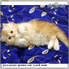 Чудесные персидские котята.