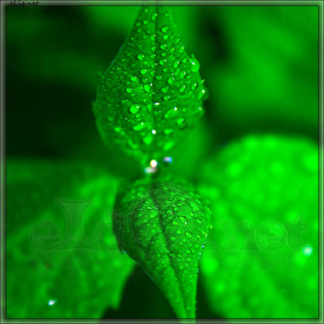Дабл минт / Double mint (Green mint) - ароматизатор для самозамеса. HC flavour